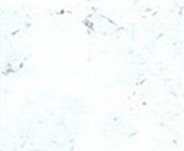 ANTARRID Antarrid MRAMOR  RW 3806